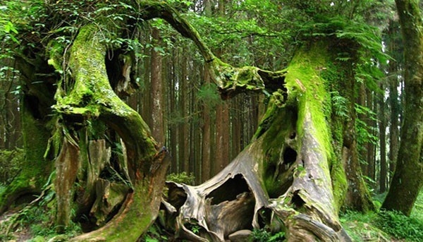 Những thân cây ma quái tại khu rừng Hoia Baciu.