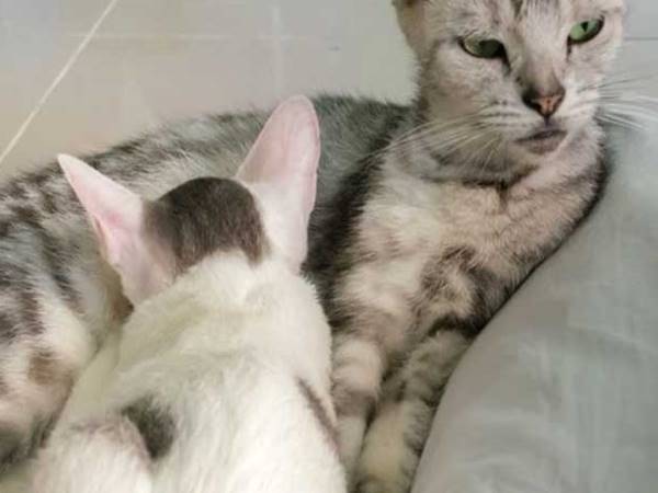 Mèo đẻ 1 con là điềm gì theo tâm linh? Mèo đẻ 1 con là điềm gì theo tâm linh?