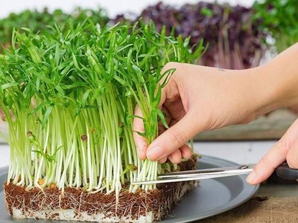 Chia sẻ cách trồng rau mầm tại nhà đơn giản hiệu quả cao 2