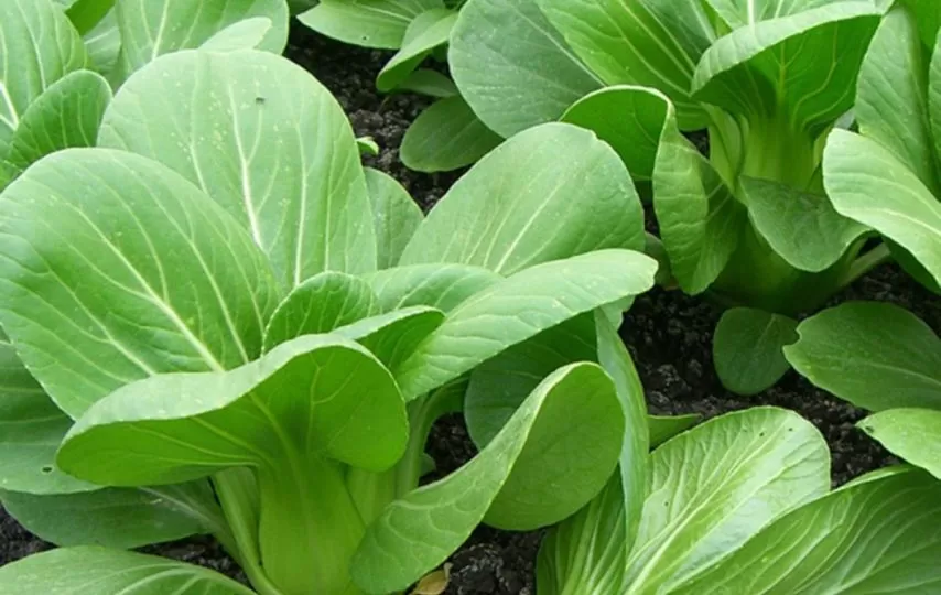  Cách trồng rau cải thìa