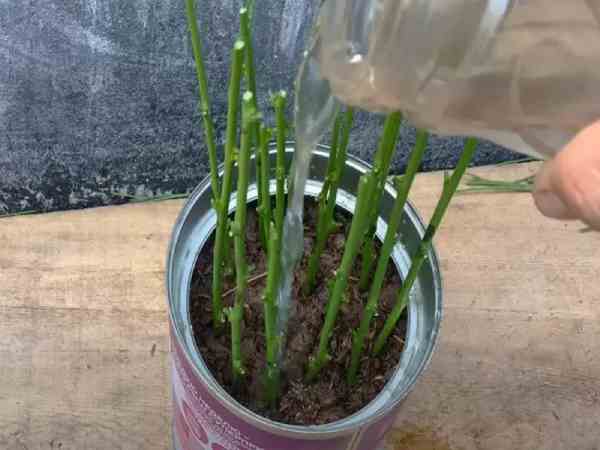 Sau trồng rau ngót cần tưới nước 2 lần/ ngày