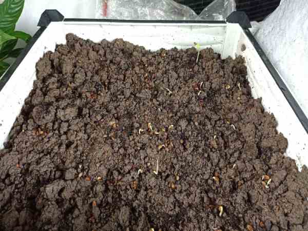 Cách trồng rau muống bằng hạt giống