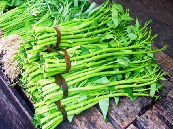 Thời vụ lý tưởng để trồng rau muống