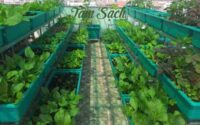 Chi tiết cách trồng các loại rau cải an toàn, chất lượng