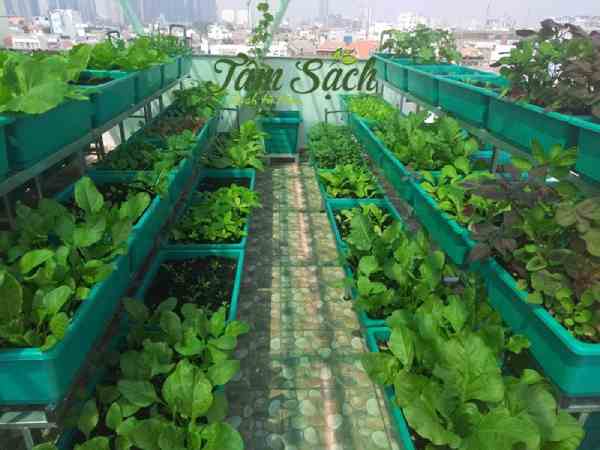  Cách trồng rau cải bẹ xanh