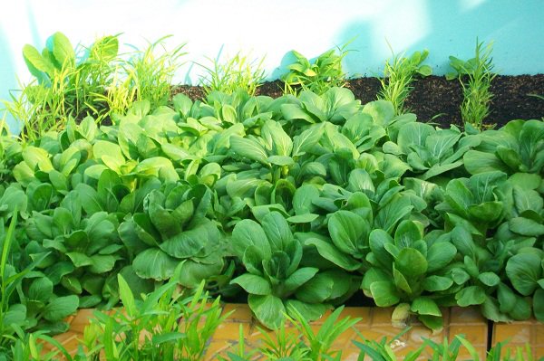 Giới thiệu về nhóm cây rau cải